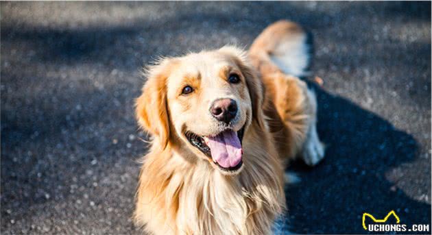 比利时牧羊犬怎么喂养