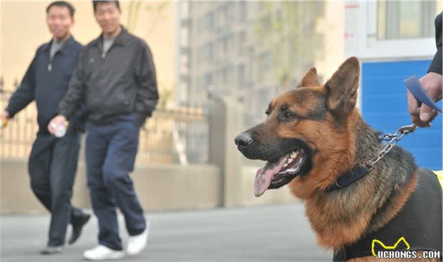 警犬也会怕打针？今天带你走进工作犬不为人知的一面