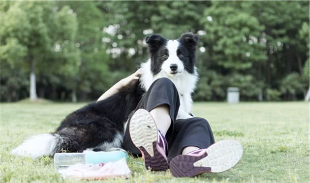 边境牧羊犬，纯种和串串如何区分？看这6个地方就行