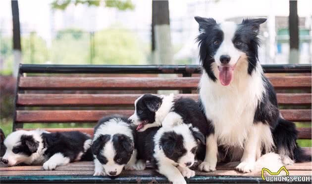 边境牧羊犬，纯种和串串如何区分？看这6个地方就行