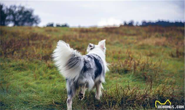 边境牧羊犬，纯种和串串如何区分？看这6个地方就行