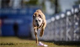 搜救犬菲伦，美国最快的狗