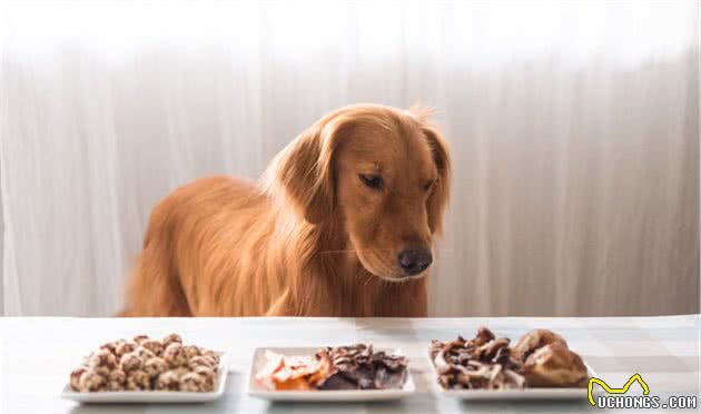 辟谣：狗狗吃生食能避免营养不良？错了，吃太多生食会适得其反