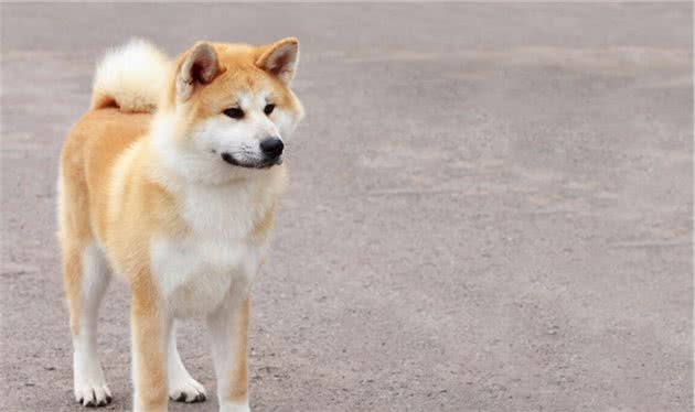 秋田犬那么可爱，为什么那么少人愿意养