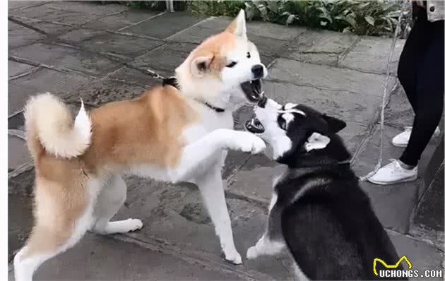 秋田犬那么可爱，为什么那么少人愿意养