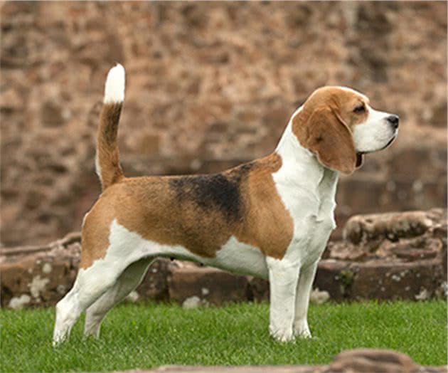 寻根问祖系列（121）：比格猎犬（Beagle）