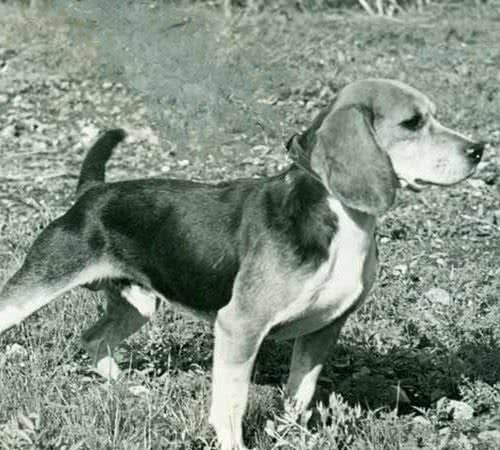 寻根问祖系列（121）：比格猎犬（Beagle）