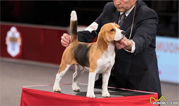 寻根问祖系列（121）：比格猎犬（Beagle）