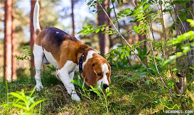 寻根问祖系列（121）：比格猎犬（Beagle）