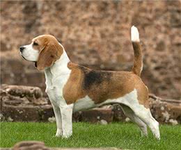 寻根问祖系列（121）：比格猎犬（Beagle）