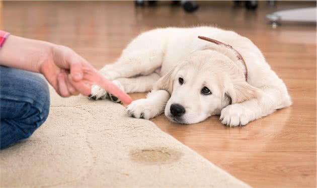 狗狗定点大小便总失败？究竟哪里出了问题？训犬师给这7个建议