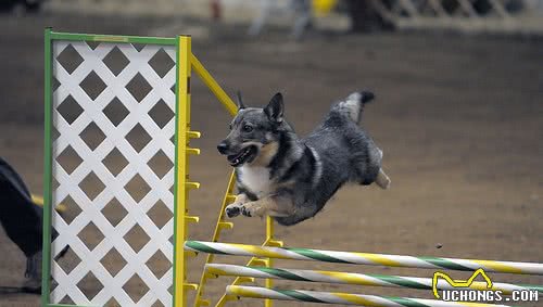 柯基狼犬，长着狼的样子却是小短腿，大概是最可爱的狼狗