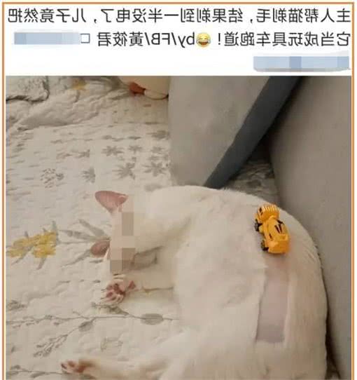 “我把猫毛剃光后，它患上了严重的自闭症！后悔也来不及了”