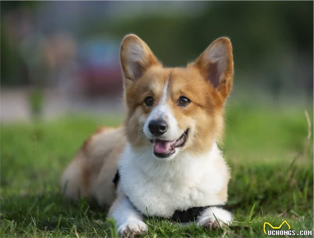 让我告诉你，一只纯种的“柯基犬”大概多少钱，别买贵了