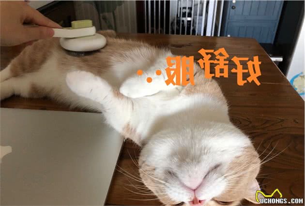 猫咪的五大生活习性，猫咪喜好晴雨表，了解猫咪的想法并不难