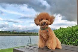 寻根问祖系列（2）：贵宾犬（Poodle）