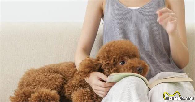 泰迪犬为什么总喜欢叼鞋咬鞋？这5点，宠主需了解！