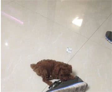 泰迪犬为什么总喜欢叼鞋咬鞋？这5点，宠主需了解！