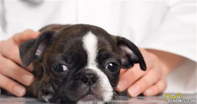 听过狗狗的肠套叠吗？在幼犬身上十分常见，一出现就要动手术