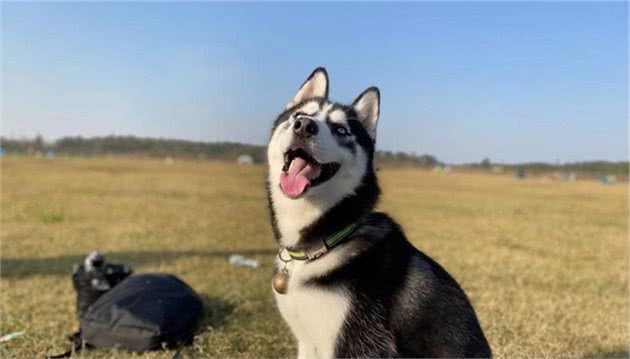 哈士奇挑食吃什么狗粮好？