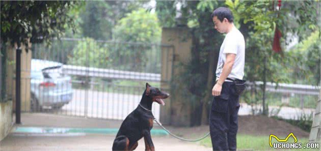 铲屎官救回幼犬后耐心照料，学会四点饲养技巧后成功将其带大