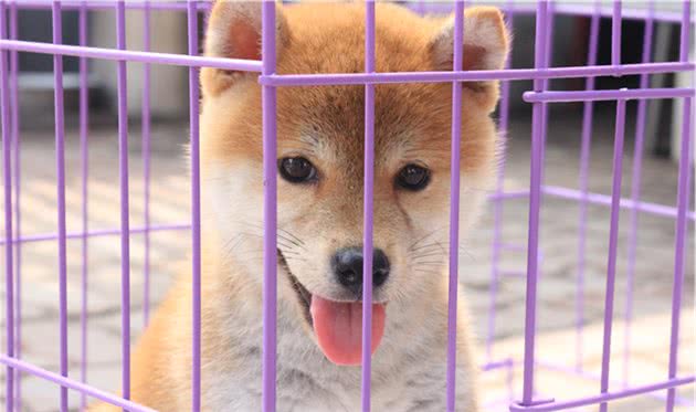 柴犬跑了怎样追回？怎样防止柴犬“撒手没”