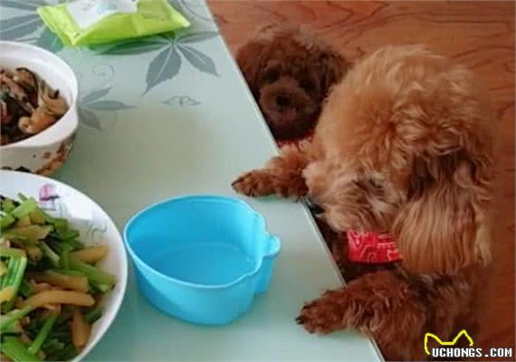 泰迪犬有这些“坏习惯”，说明是被主人宠爱着