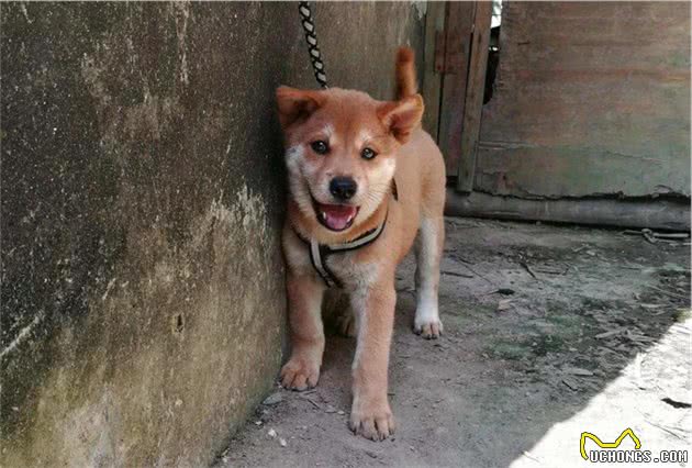 警犬的标准是什么？中华田园犬这么聪明，为何当不了警犬？