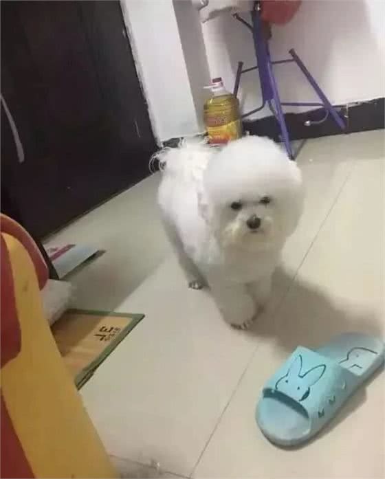 比熊犬“害怕”这6件事，养它的主人知道吗？