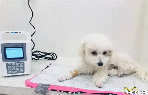 比熊犬“害怕”这6件事，养它的主人知道吗？