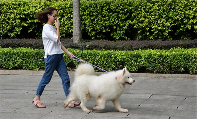 从遛狗时间，就能看出你养什么狗！你一般几点遛狗呢？