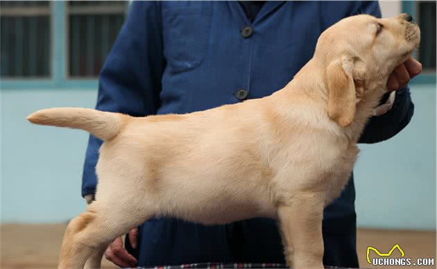 拉布拉多犬常见的4种颜色，有你喜欢的吗？