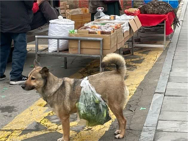 土狗每天陪着大爷买菜，从来不会到处乱跑：懂事得让人心疼