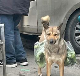 土狗每天陪着大爷买菜，从来不会到处乱跑：懂事得让人心疼