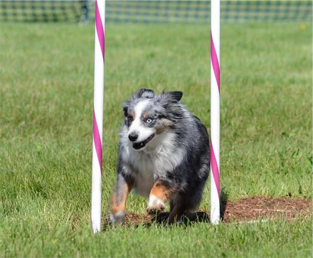 迷你澳洲牧羊犬价格价格大约为1000到30000元左右