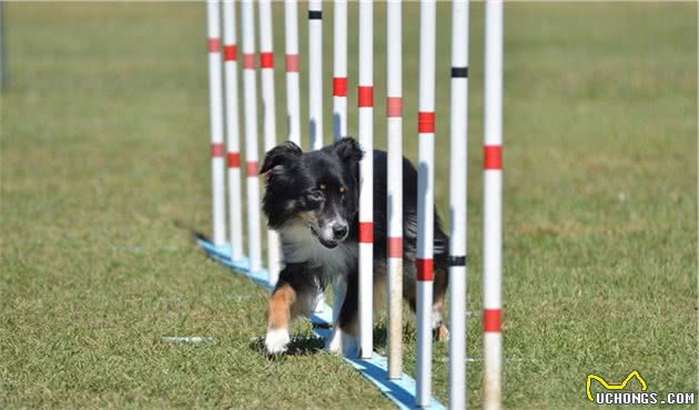 迷你澳洲牧羊犬价格价格大约为1000到30000元左右