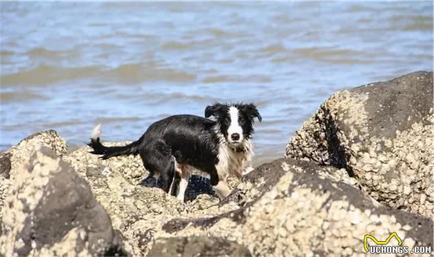 犬类智商排名第一的边牧，养它会不会嫌弃主人笨呢？