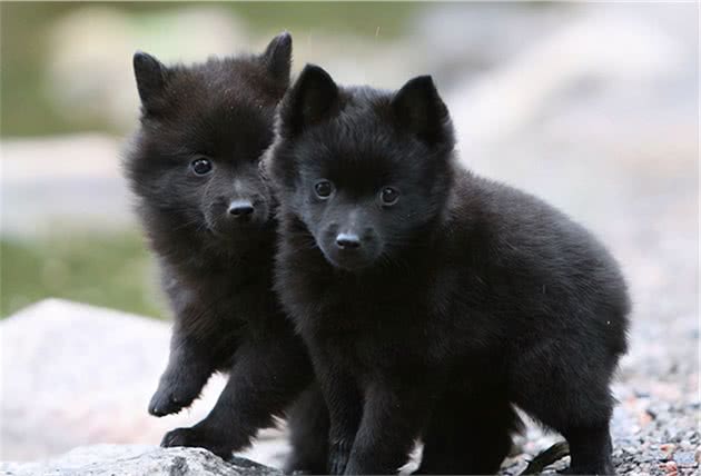 寻根问祖系列（16）：西帕基犬（Schipperke）