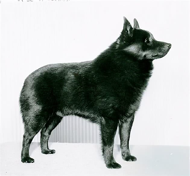 寻根问祖系列（16）：西帕基犬（Schipperke）