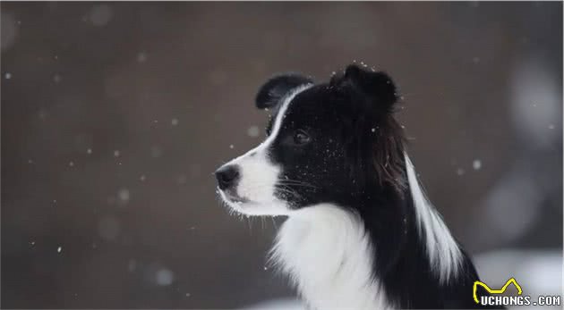 汪星球中的最强大脑—边境牧羊犬