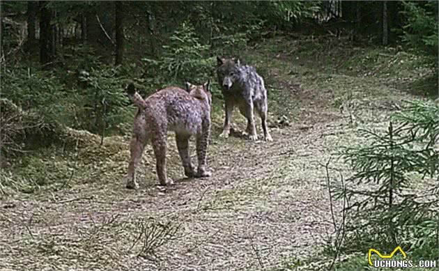 同等体型下，猫科和犬科谁的战斗力更强，北美灰狼能打赢花豹吗？