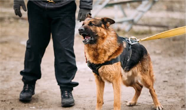 狗狗不只是简单的陪伴犬，有6种重要角色，你家狗子是哪种？