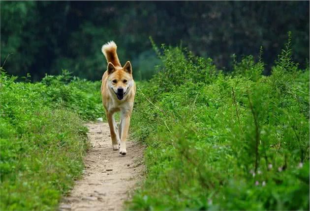 警犬和土狗，你希望自己的孩子像哪个？