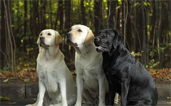 拉布拉多犬如何，好养吗？