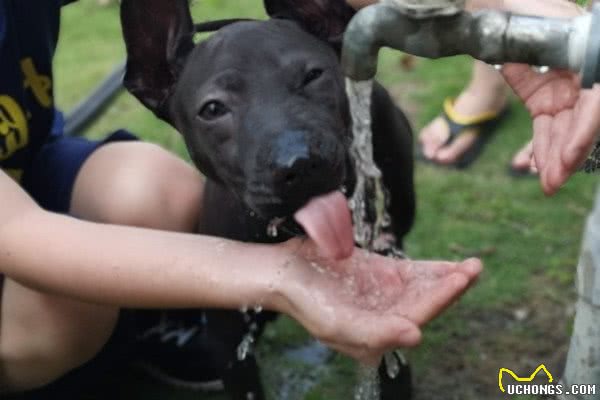 小泰皇犬饭饭塞满脸颊　满足到陶醉眯眼：太好吃啦！