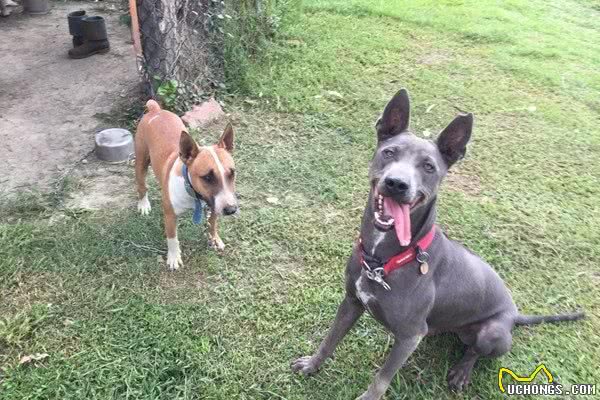 小泰皇犬饭饭塞满脸颊　满足到陶醉眯眼：太好吃啦！