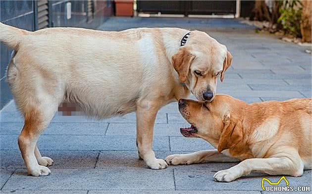 辟谣，狗狗孕吐未必是身怀幼犬？铲屎官需小心爱犬假孕伤害身体