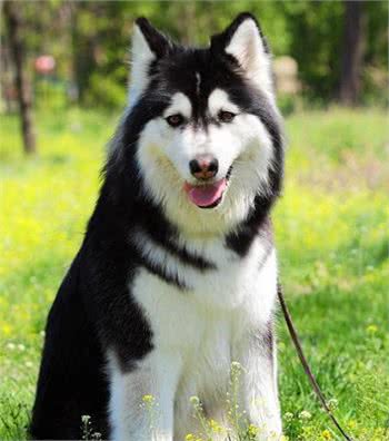 阿拉斯加雪橇犬：北欧所有犬种中最强壮有力的工作犬