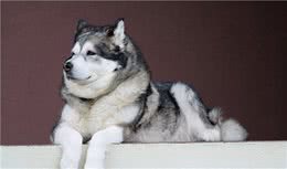 阿拉斯加雪橇犬(AlaskanMalamute)性格介绍