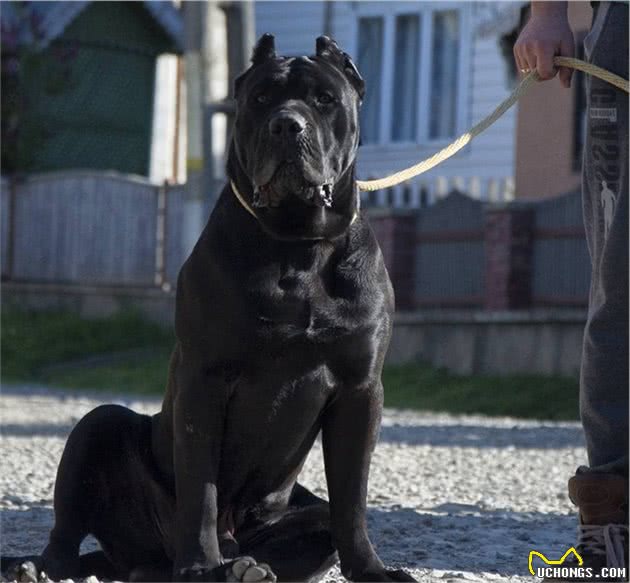 力量足，智商低，猛犬中的4大莽夫，其中它被称为斗犬永动机